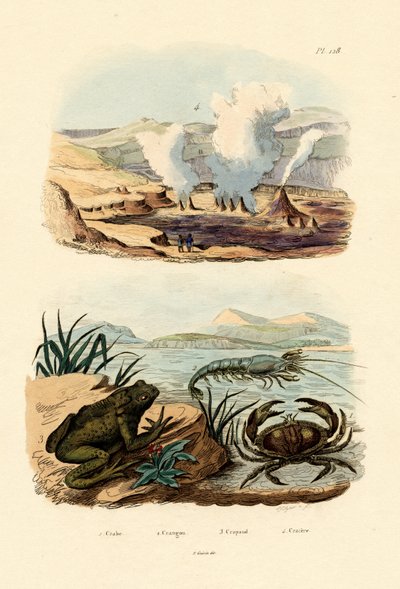 क्रैब, 1833-39 द्वारा फ्रेंच स्कूल